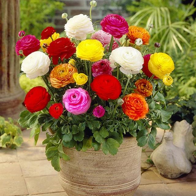 春天的植物有哪些，春天常见的植物（“24种”适合冬天种植的花草）