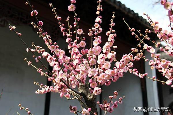 别墅庭院最佳树木，富人的别墅庭院一般栽种什么植物