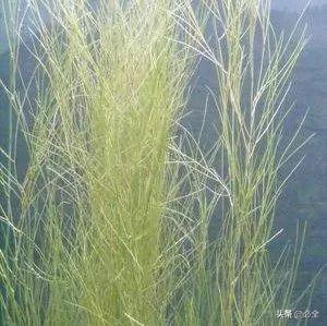 水生植物有哪些，常见的水生植物有哪些（水生植物大全）