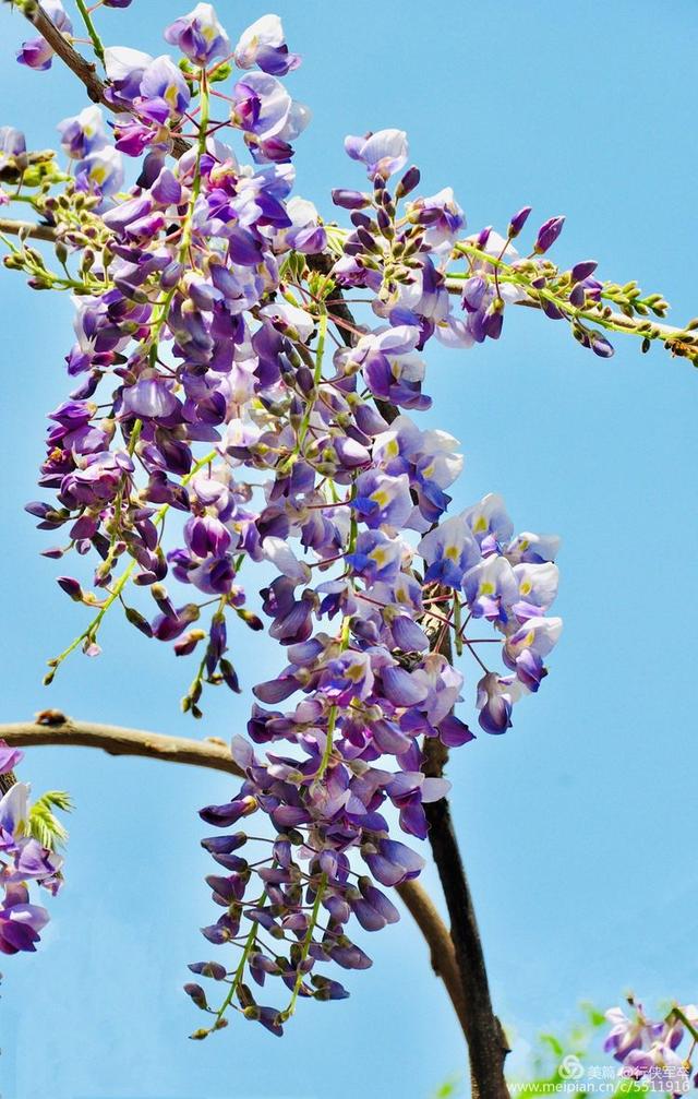 紫藤花的花语和寓意，紫藤花的寓意（我喜欢紫藤花）