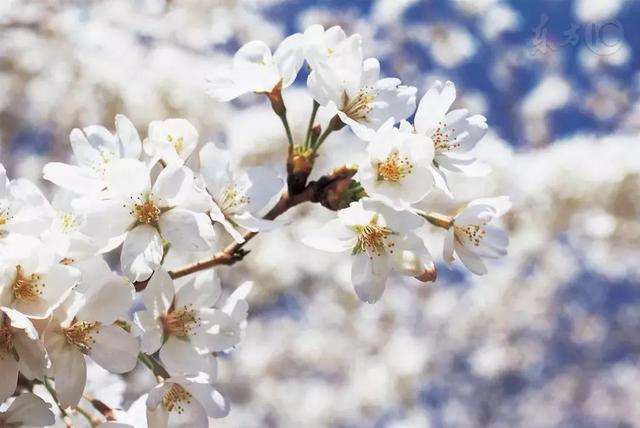 流芳千古的意思，千古流芳的意思是什么（每日一字：芳）