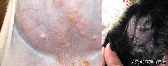 狗狗9种皮肤病图片，狗皮肤病图片（狗皮肤病怎么治疗用什么药）