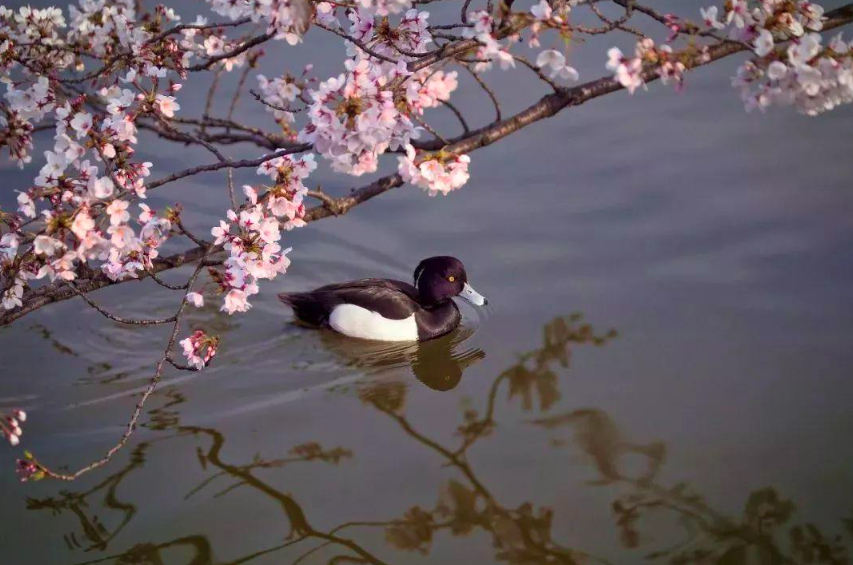 惠崇春江晚景怎么画，《惠崇春江晚景》诗配画怎么画（苏轼为一幅画题诗）