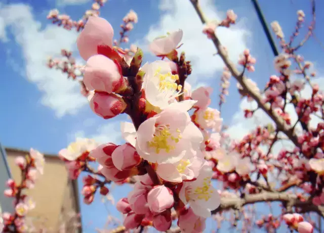 各种花开放的时间（100种常见花的花开时间附图）