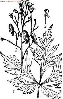 白牛胆的功效与作用，白牛胆的功效与作用禁忌（中药图片大全与功效）