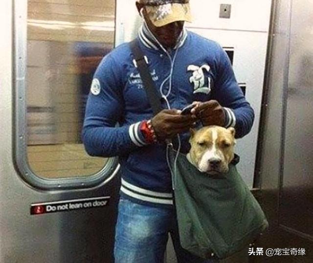 被装在包包里的毛孩纸，被装在包包里的毛孩纸怎么处理（铲屎官为毛孩们所做的事情让人感动图片）