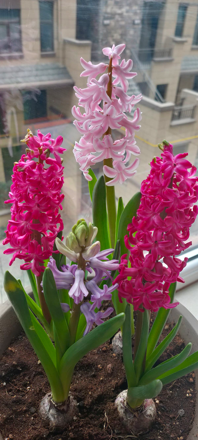 风信子图片，11月份最适合养风信子（风信子图片）