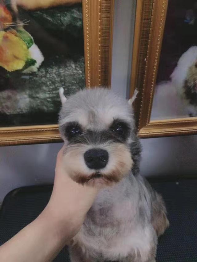 雪纳瑞造型，十组雪纳瑞萌系造型（雪纳瑞造型图片）