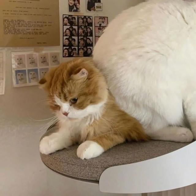 男生高级感的头像 盛不盛开 花都是花  有你没你 我都是我微信，男生高级感的头像 盛不盛开 花都是花  有你没你 我都是我（头像丨男生：盛开或者不盛开）