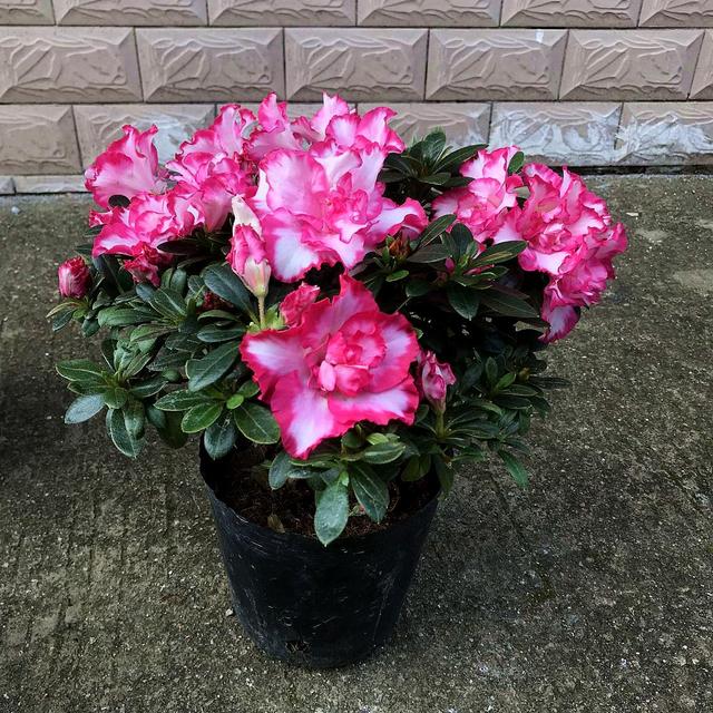 杜鹃花有毒吗，十种招鬼的花（建议别被美丽蒙蔽了）