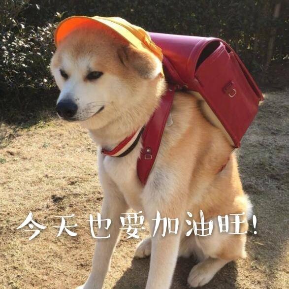 今天也要加油鸭，今天也要加油鸭壁纸（表情包：今天也要加油鸭图片）