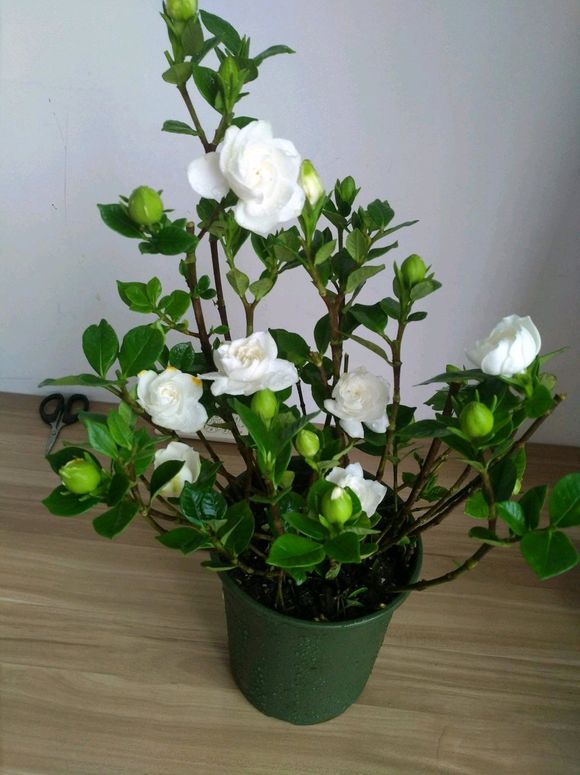 九里香什么时候开花，九里香怎么养才能开花（夏天“最香的”6种花）