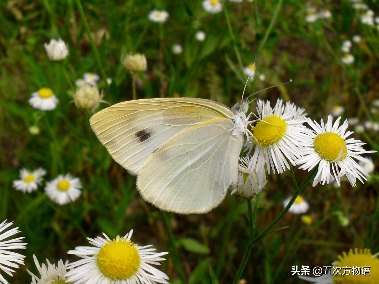 蝴蝶的种类，蝴蝶的种类及图片（青岛常见蝴蝶图鉴）