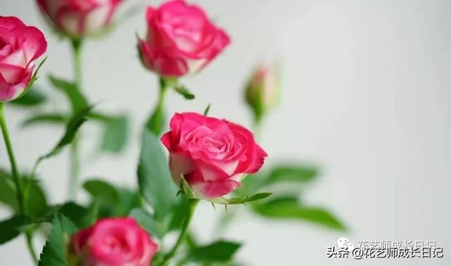 多头玫瑰花语，多头玫瑰花语是什么（白红交融的高级配色）
