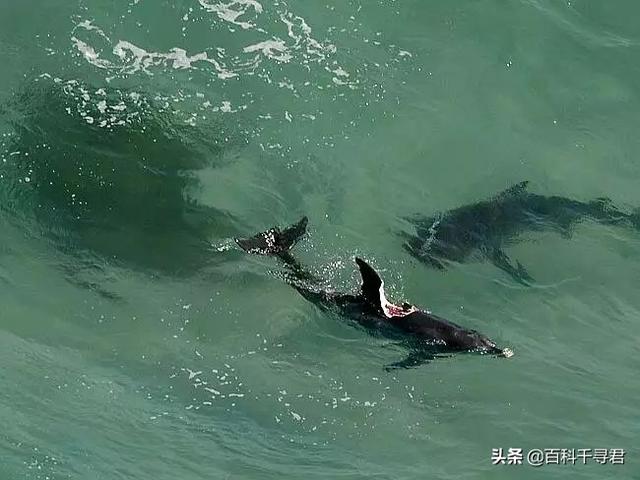 鲨鱼为什么不吃海豚，为什么鲨鱼不吃海豚（“鲨鱼不吃海豚”这样明显的谣言为何能甚嚣尘上）