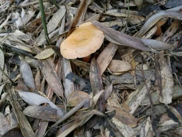 松树菇的功效与作用,松树菇的功效与作用是什么(江西丘陵山区的清明菇