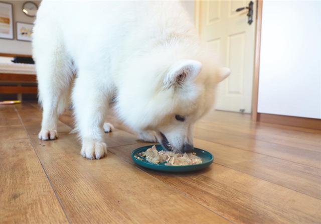 人能吃狗粮吗吃了会有什么害处吗，人能吃狗粮吗吃了会有什么害处吗视频（长期喂食泡软狗粮无助肠胃吸收）