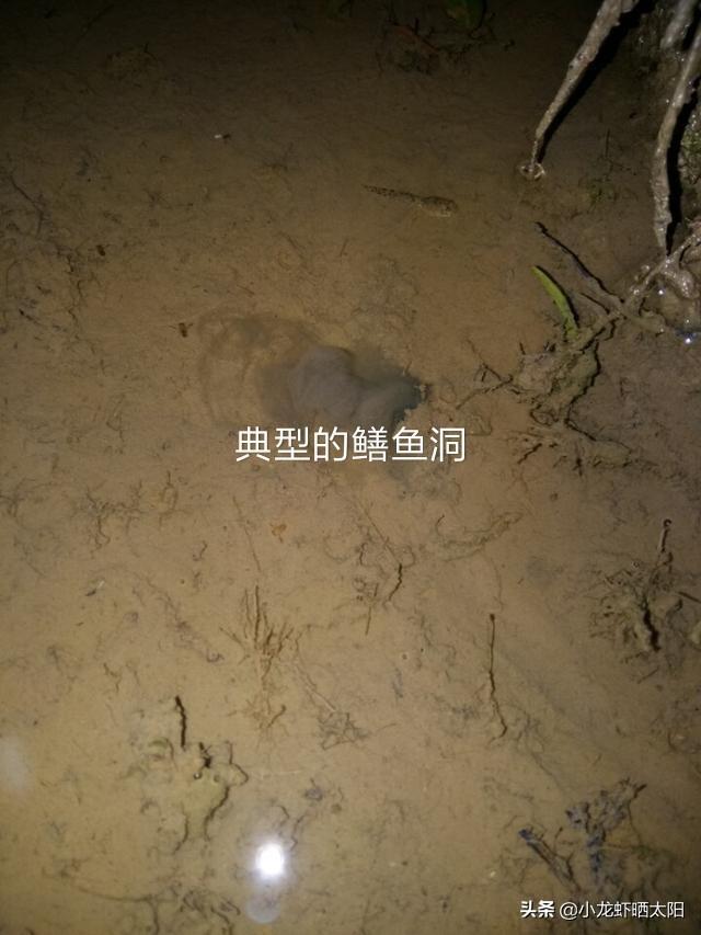 望月鳝和黄鳝的区别图片，黄鳝和望月鳝如何鉴别（只不过是缺氧了冒个头而已）