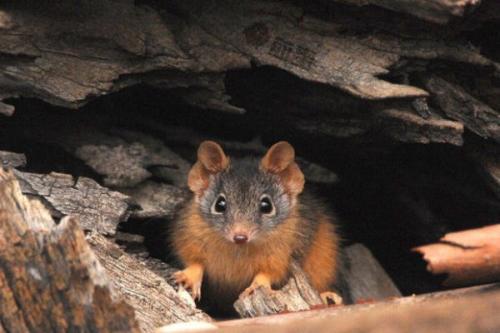 动物繁衍大全42，动植物好词好句（盘点这些动物的奇葩交配）