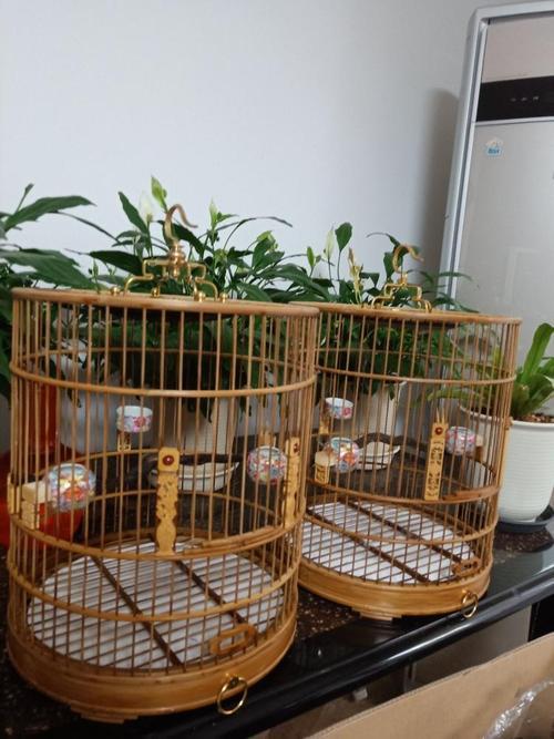 如何培养黄雀叫声，如何培养黄雀叫声音（黄雀的饲养和你想的不同）