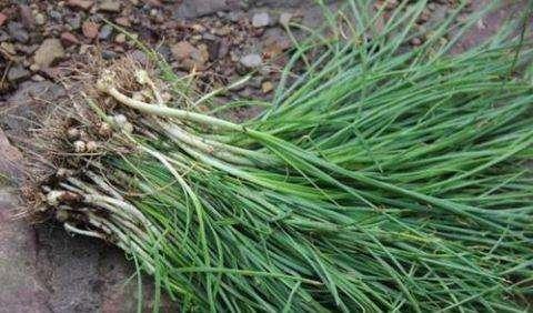 野生白花菜图片，野白花菜的功效与作用与禁忌（20种常见野菜辨别图）