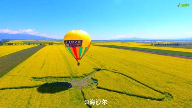 油菜花开的季节，适合家庭室内养的花与绿植（2019年全国油菜花开放时间表）