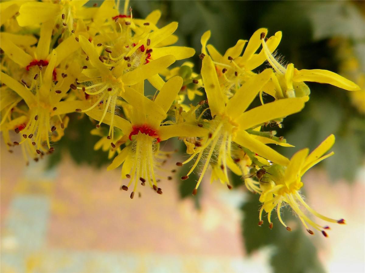 什么是栾树，什么栾树蜜多（中药材栾华）