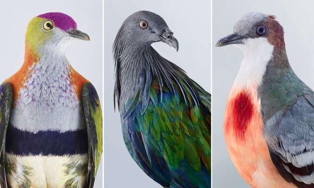 世界鸽子品种大全，地球最美鸽子大全