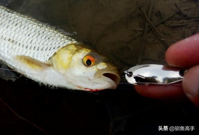 路亚马口用什么饵，马口鱼用什么路亚饵好（这些有意思的玩法）