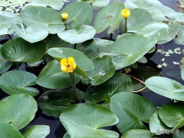 水生植物有哪些，常见的水生植物有哪些（水生植物大全）