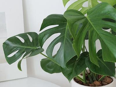 龟背竹怎么养护，龟背竹的养护和注意事项（如何让龟背竹长的得高）