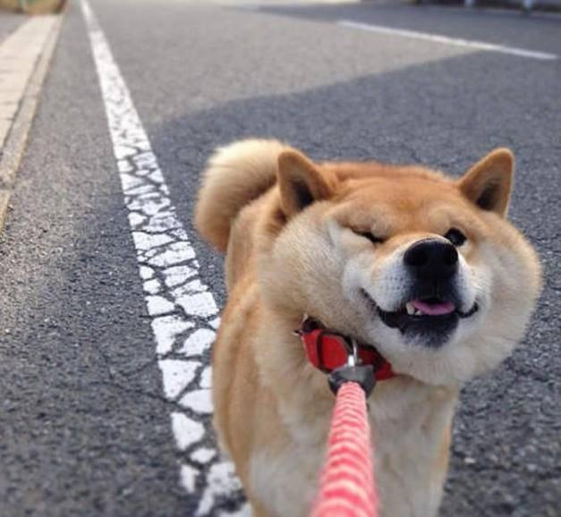 世界上最忠诚的狗，世界上最忠诚的狗的照片（最忠诚的3种狗和最不忠诚的3种狗）