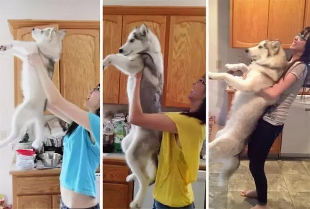 金毛犬，6种狗狗小时候和长大的对比（金毛犬的优缺点及性格）