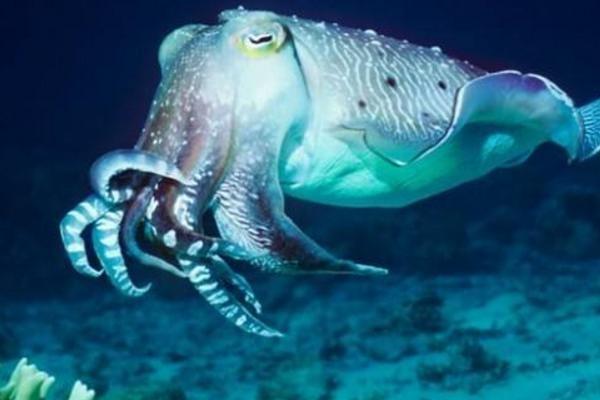 世界上有蓝种人吗，世界上有蓝种人吗有绿种人吗还有多种人吗（与人类究竟有什么关系）