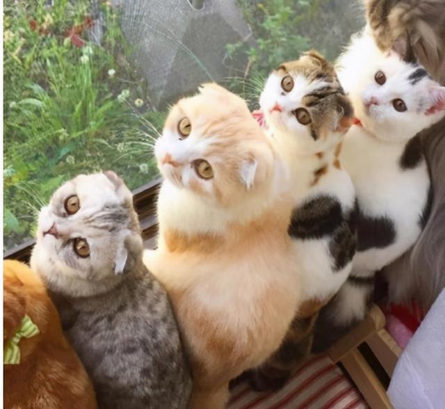 猫传腹早期症状，猫咪得传腹有什么症状（可能是得了“猫传腹”）