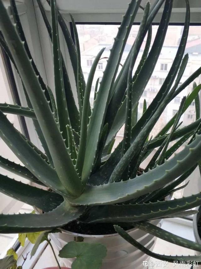 吸收甲醛的植物，哪种植物具有吸收甲醛的功能（净化空气最厉害）