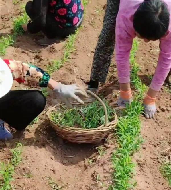 苏油是什么油，苏油的油怎么样（粉条润滑米饭香）