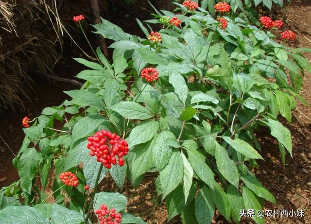 人参种子怎么种植，人参怎么种植方法（人参种子要怎么催芽）