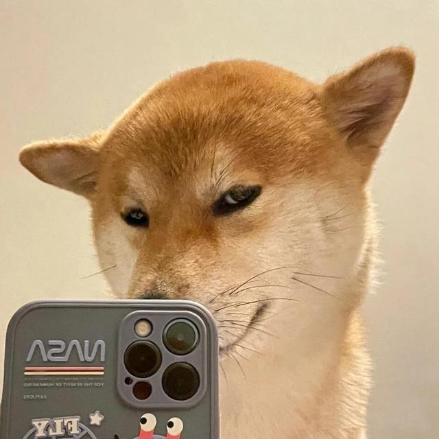 可爱的狗子图片，可爱狗子头像微信（狗狗憨憨头像‖好可爱啊）