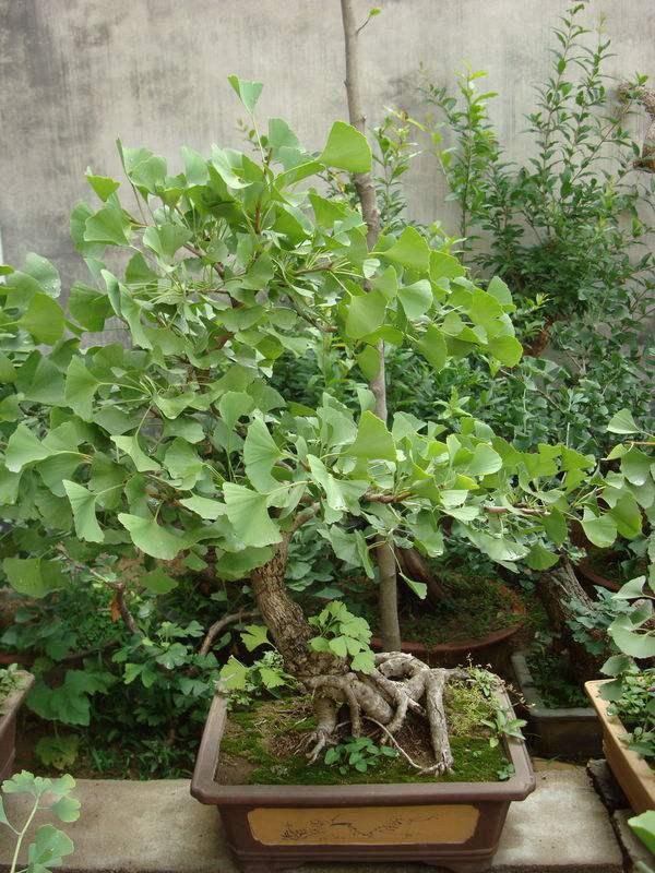 柔荑花序不一定是下垂的,但一定是单性花。，A.正确B.错误（银杏盆景掌握“习性”）