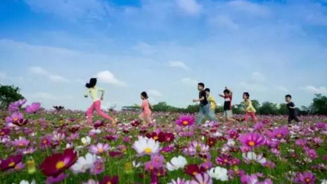 格桑花盛开的地方太漂亮了，100多亩格桑花花海美爆了
