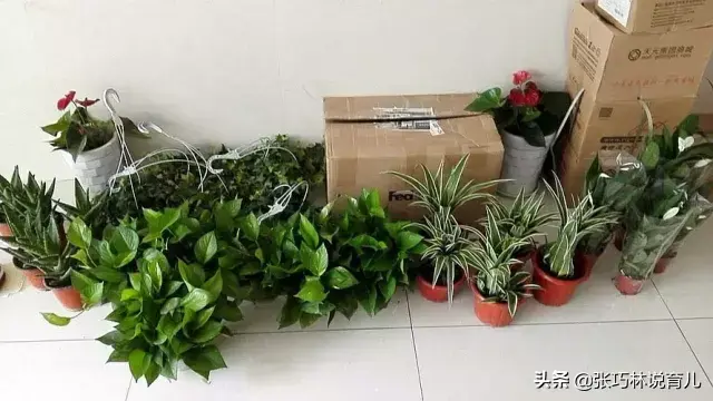 甲醛去除的正确方法，正确除甲醛（听说甲醛挥发3-15年）