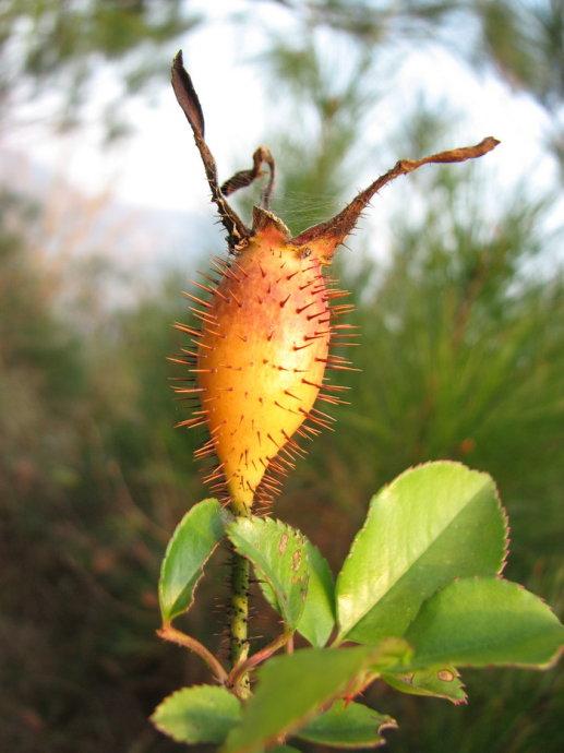 火炭子,路边多的是.野生毛桃.灯笼果.