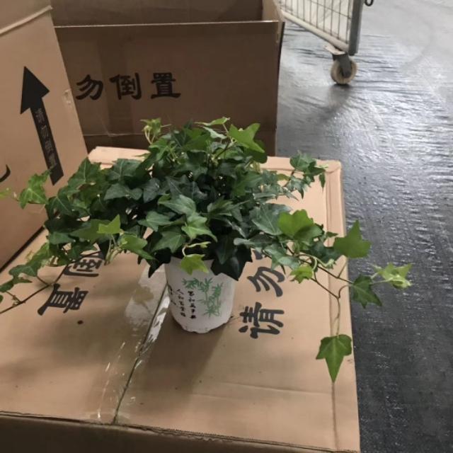 常春藤的作用与功效是什么，常春藤的作用与功效是什么样的（日常养护要点）