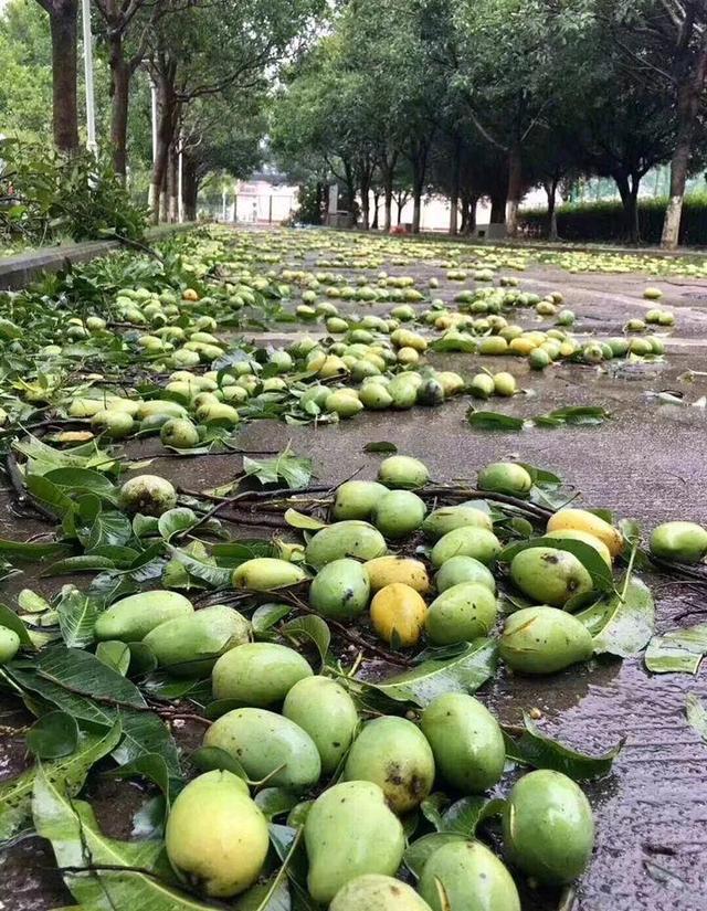 芒果种子怎么种，一个夏天就能长成小树苗