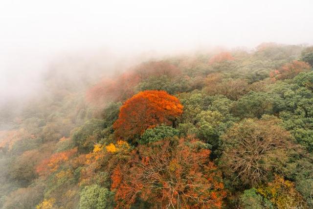 梵净山在哪里呢，梵净山在哪里个省哪个市（北半球最古老的生态乐园）