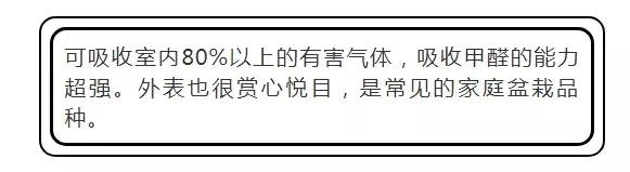吸甲醛植物排名，室内植物盆景十大排名（为了家人健康转起来）