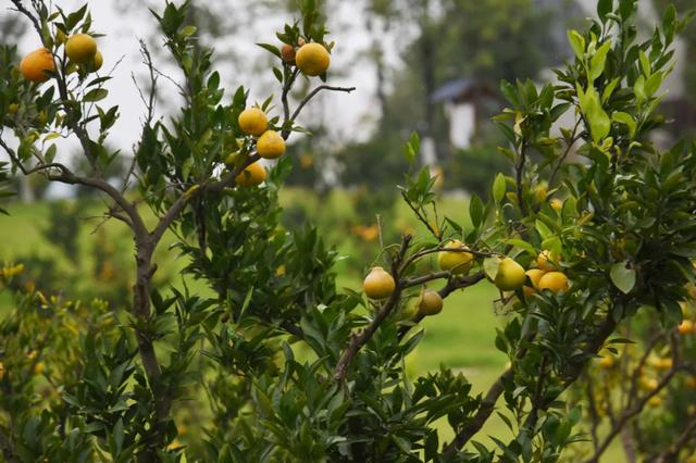 横溪风景区在哪里,横溪景区有几个(为何龙山赏心谷值得一去再去) 横溪风景区在哪里,横溪景区有几个(为何龙山赏心谷值得一去再去)