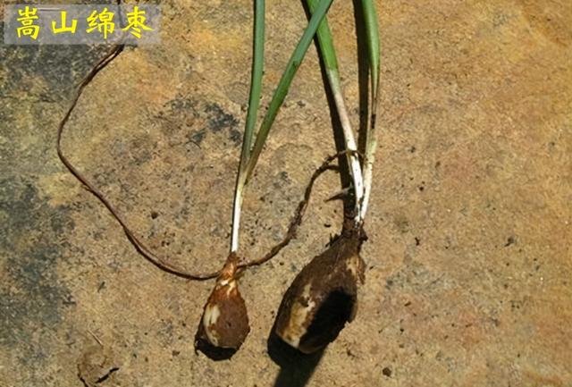 郑州特产有哪些土特产零食，郑州十大特产是什么（郑州十大名优特产）