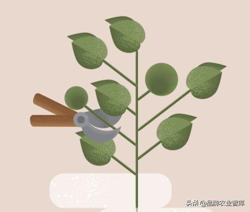 独果是什么，独果是真的吗（吃水果吃掉一套房、几辆车）